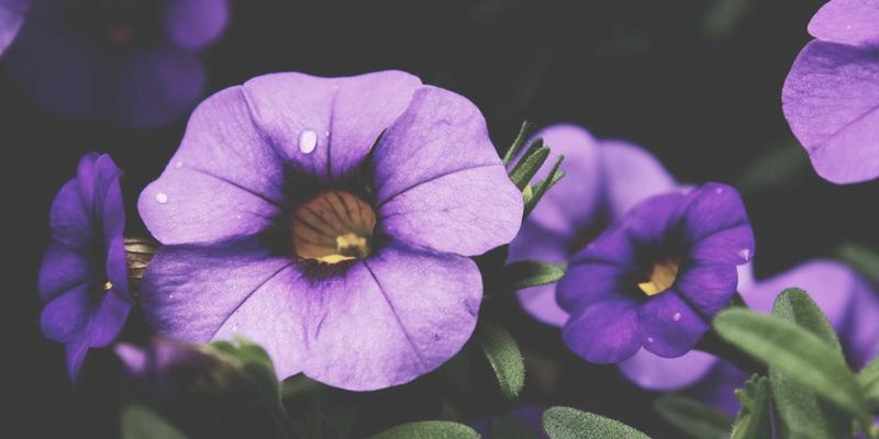 河北众合汇鑫入门:禅意管理如何赋能现代商业咨询